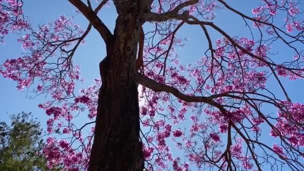 Ковзаючий Знімок Квітучого Японського Вишневого Дерева Вгору Неба Сонцем Сяє — стокове відео