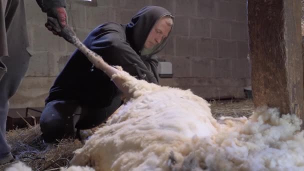 Farmer Shearing Wool Sheep Barn House Electric Clippers — Stockvideo