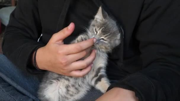 Close Baby Cat Licking Child Fingers — 图库视频影像