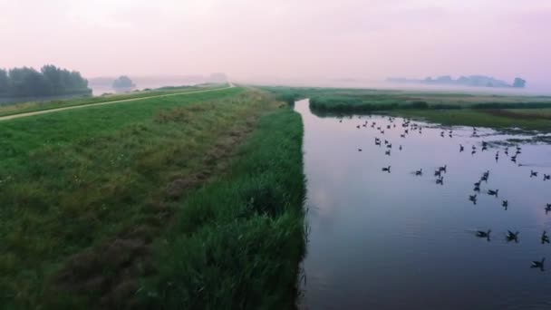 Flock Black Birds Pond Misty Morning Aerial View Nearby Empty — Stock video