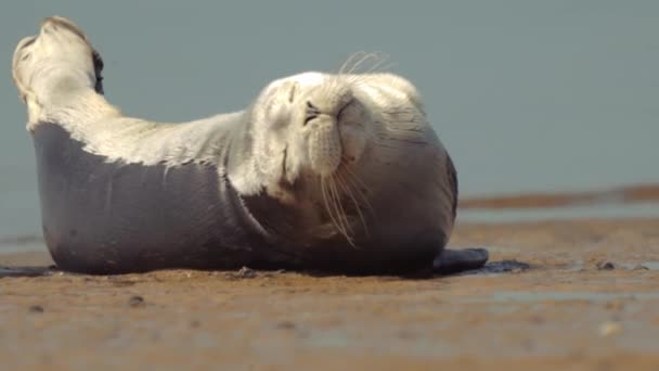 Baby Seal Resting Shore Summertime Close — Wideo stockowe