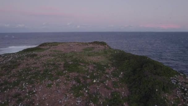 Colony Seagulls Nesting Cook Island Sunset Nsw Australia Aerial — Stock videók