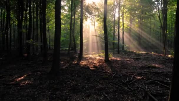 Sunrays Forest Silhouettes National Park Hoge Veluwe Netherlands Dolly Shot — Stockvideo
