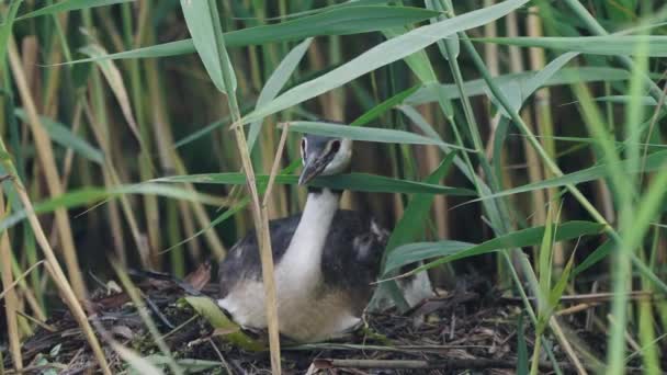 Great Crested Grebe Her Nest Grassy Lakeshore Close — Vídeo de Stock