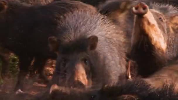 Gran Grupo Cerdos Salvajes Pecaríes Cerrado Brasileño Cerca — Vídeos de Stock