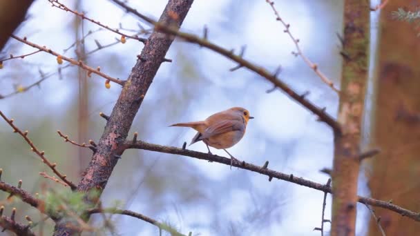 Perching European Robin Leafless Branches Fly Away Foco Seletivo Tiro — Vídeo de Stock