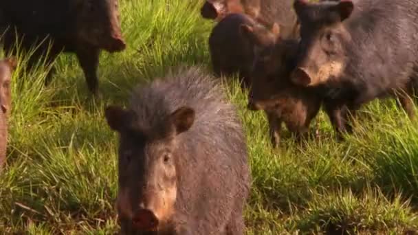 Grupo Cerdos Salvajes Pecaríes Huelen Aire Cerrado Brasileño — Vídeos de Stock