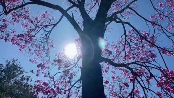Sliding Shot Flowering Japanese Cherry Tree Upwards Sky Sun Shining — Vídeos de Stock