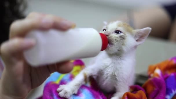 新出生的小猫通过一只喂奶瓶喝牛奶 特写镜头 — 图库视频影像
