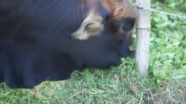越南奶牛靠放屁吃草 — 图库视频影像