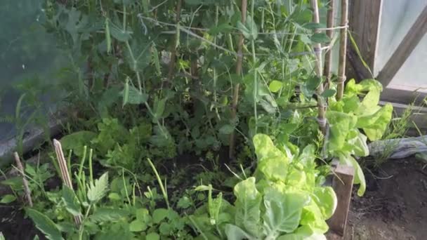 Organic Green Peas Its Branch Green House Organic Farm — Stock video