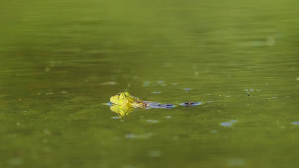 Grenouille Des Marais Dans Étang Pendant Saison Frai Gros Plan — Video