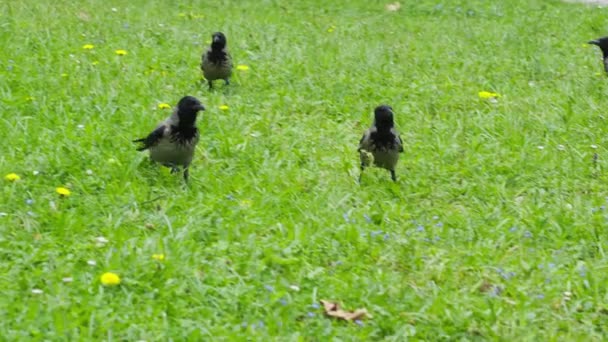 Krähenschwarm Corvus Cornix Spaziert Auf Gras Park — Stockvideo