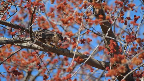 Merlin Falcon Couple Bird Prey Mating Maple Tree Slow Motion — Vídeos de Stock