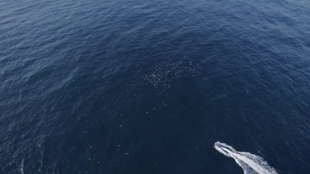 Flock Birds Flying Speedboat Leaving Wake Blue Sea Aerial — Stok video