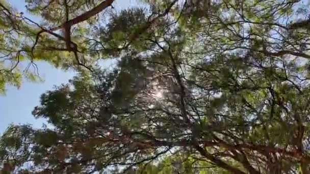 Sliding Images Sun Branches Trees Blue Sky — Vídeo de Stock