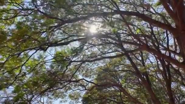 Sliding Footage Looking Sunny Blue Sky Branches Tree — Stockvideo