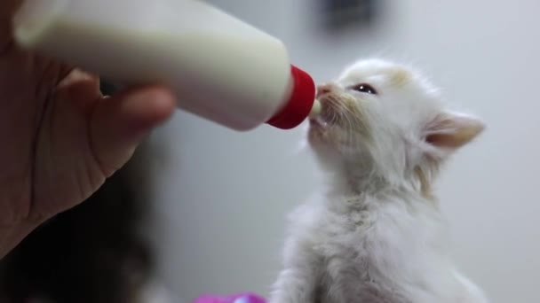 Hungry Young Kitten Sucking Milk Feeding Bottle Selective Focus — Vídeo de Stock