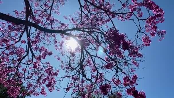 Beautiful Sliding Shot Sun Shining Branches Flowering Japanese Cherry Tree — стоковое видео