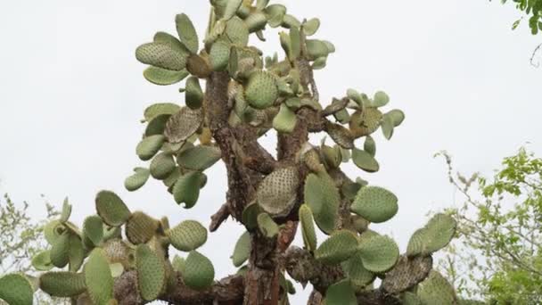 View Opuntia Galapageia Endemic Cactus Species Found Galapagos Tilt View — Stockvideo