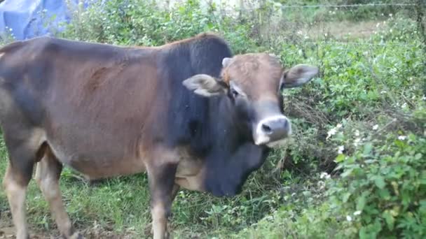 Горбатая Корова Вьетнаме Пасущая Траву Забора — стоковое видео