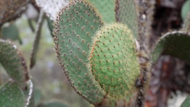 Nærbillede Opuntia Galapageia Endemiske Kaktusarter Fundet Galapagos – Stock-video