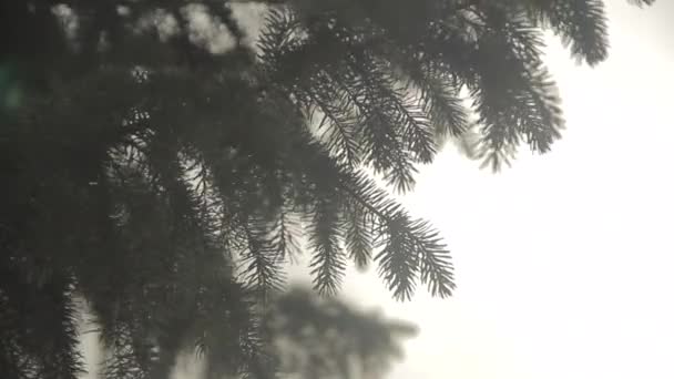 Close Pine Tree Branch Moving Wind Gray White Sky Background — Vídeo de stock