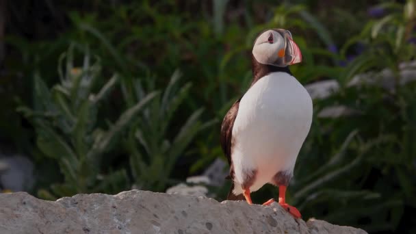 Trots Atlantische Papegaaiduiker Landing Een Rots Close Bij Zonsondergang — Stockvideo