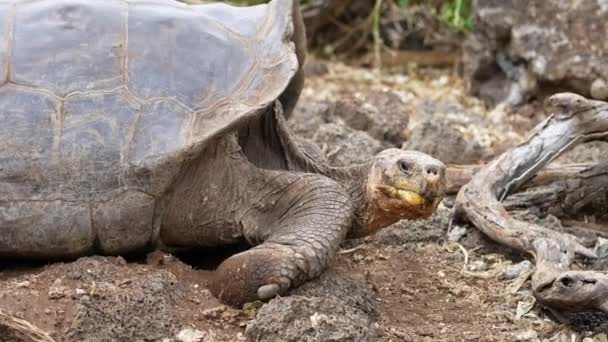 Giant Galapagos Tortoise Lowering Head Ground Charles Darwin Research Station — Wideo stockowe