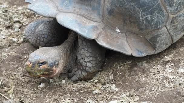 Giant Galapagos Tortoise Turning Head Charles Darwin Research Station Santa — Wideo stockowe