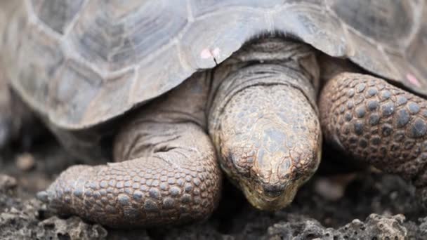 Front View Giant Galapagos Tortoise Charles Darwin Research Station Santa — Wideo stockowe