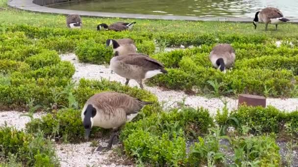 Canada Geese Park — ストック動画