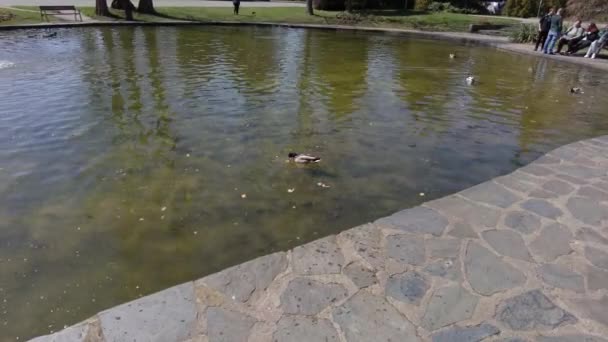 First Person View Ducks Zwemmen Een Vijver Olomouc City Botanische — Stockvideo