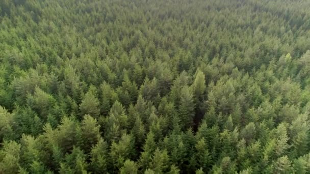 Aerial Tiro Movimento Para Frente Densa Floresta Conífera Verde Durante — Vídeo de Stock