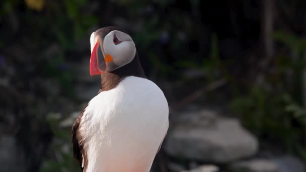 Cute Atlantic Puffin Bird Yawning Extreme Close Sunset — Stock Video