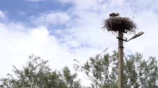 Wide Shot Relaxed Stork His Nest Protecting Relaxed Calm Clip — Vídeo de stock