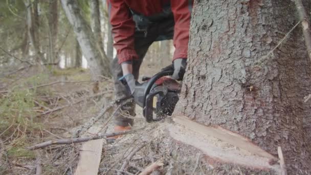 Slow Motion Chainsaw Plunges Deep Stem Tree — Stock Video