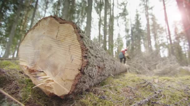 Cerrar Lentes Flare Tallo Derribado Encuentra Suelo Del Bosque Musgoso — Vídeo de stock