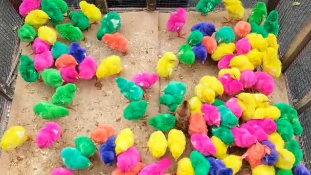 Small Brightly Colored Chickens Cage Fight Food Static — ストック動画