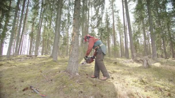 Handheld Slomo Man Makes First Cut Starts Fell Tree Sweden — Stock Video