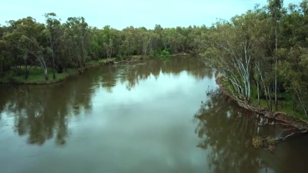 Rising Drone Footage Meandering Murray River Eucalypt Forest North Corowa — Video Stock