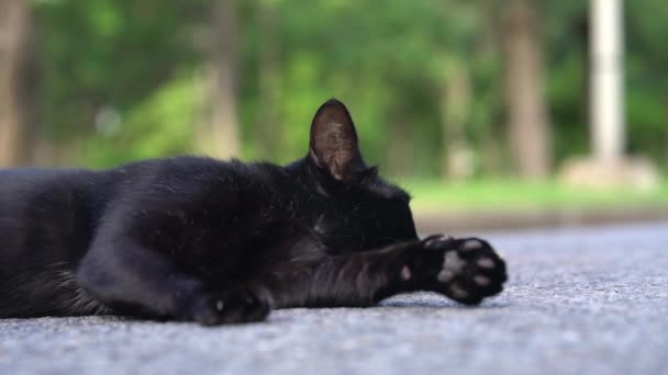 Kara Kedi Nin Kafasının Uyanmasına Kaldı Gözlerini Kapat Kopyalama Alanı — Stok video