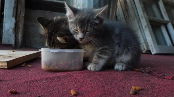 Twee Jonge Katten Eten Kattenvoer Een Vuile Rode Loper — Stockvideo