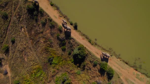 緑の水の隣を歩くアフリカの象の空中ショットのトップダウン — ストック動画