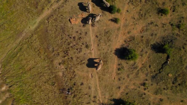 South African Herd Elephants Mud Bathing Sunset Top Aerial View — 图库视频影像