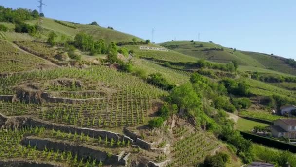 Famoso Vigneto Cte Rotie Francia Che Produce Vino Rosso Iconico — Video Stock