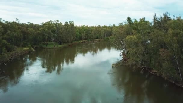 Slow Moving Aerial Footage Murray River Eucalypt Forest North Corowa — Stock Video