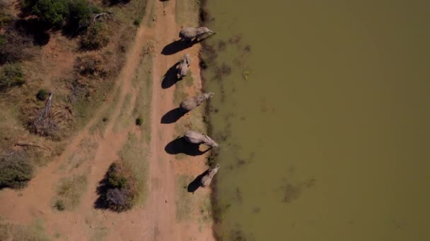 사바나의 더러운 연못에서 마시는 코끼리 공중에서 아래로 내려다본 — 비디오