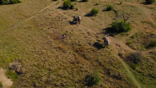 Łaźnia Błotna Dzikich Słoni Savannah Nagranie Dronów Afrykańskiej Dzikiej Przyrody — Wideo stockowe