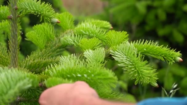 Manualmente Haciendo Poda Anual Una Plantación Árboles Navidad Orgánicos Primer — Vídeos de Stock